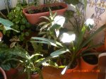 Primavera_2007_014.jpg