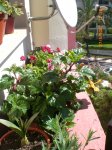 Primavera_2007_016.jpg