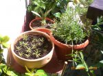 Primavera_2007_018.jpg