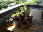 Primavera_2007_019.jpg