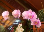 Primavera_2007_029.jpg