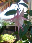 Primavera_2007_005.jpg
