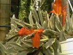 rg_columnea_variegata.jpg