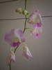 Dendrobium_Lady_Pink.JPG