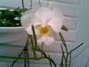 orquis_nuevas_5_.jpg