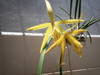 Bc_Mem_Bernice_foster_X_b_cucullata.JPG