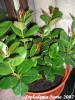 Dipladenia_junio_2007.jpg