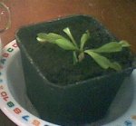 iiiii[1].JPG