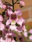 angelonia.jpg