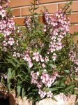 angelonia2.jpg