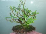 bonsai 001.jpg