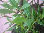 bonsai 005.jpg