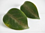 hojas camelia.jpg