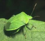 pentatomidae_bg.jpg