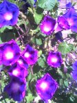 picture177.jpg