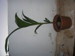 plantando5.jpg