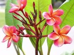 plumeria rosa.jpg