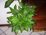 planta de interior.JPG