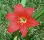 Cyrtanthus_sanguineus_s.jpg