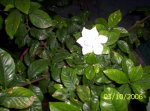 gardenia.jpg