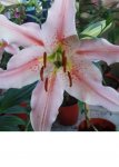 mi lilium3.jpg
