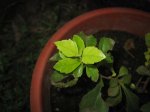 IMG_4126.JPG