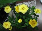 Rosal1.JPG