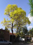 lapacho_amarillo001.jpg