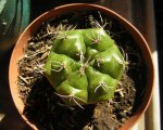 cactus 2.JPG
