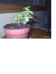 cactus.JPG
