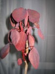 Imagen 043.jpg