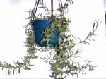 planta de arroz2.jpg