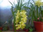 CYMBIDIUM 1.JPG