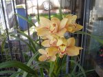 CYMBIDIUM 2.JPG