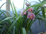 CYMBIDIUM 3.JPG