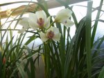 CYMBIDIUM 4.JPG