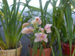CYMBIDIUM 5.JPG