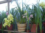 CYMBIDIUM 6.JPG