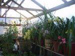 CYMBIDIUMS.JPG