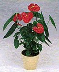 Planta.jpg