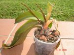 orquis 001-forororq.jpg