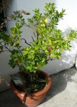 Planta_3.JPG
