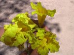 lapacho_amarillo001.jpg