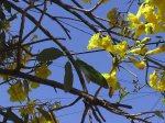 lapacho_amarillo003.jpg