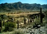 56 Cactos en Cachi.JPG