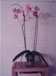 orquidea1.jpg