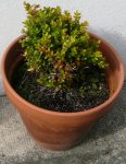 Planta_4.JPG