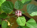 P7100075bis.jpg