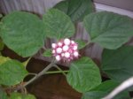P7110079bis.jpg