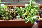 DSC02142.JPG